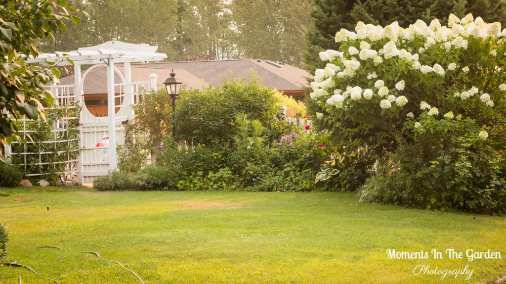MomentsintheG's tweet photo. The hydrangea paniculata always puts on a good show each year in my Fintry garden.
#hydrangeapaniculata #featureshrub #mygarden #mygardentoday #momentsinthegardenphotography https://t.co/YfeFFAiJ1O