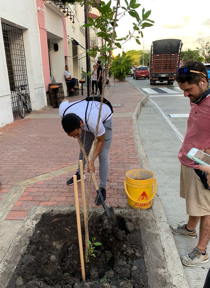NelsonRafaelJC's tweet photo. En agosto de 2019 tuve la oportunidad de sembrar este mangle rojo en la Calle del Arsenal, durante una actividad de la @Cartagenal100

Abro hilo de historia ⬇️ https://t.co/sDpIwz2MPY