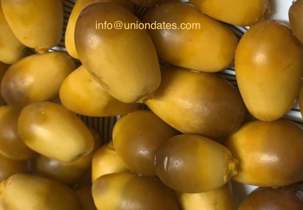 FRESH DATES from PAKISTAN rich with energy. 

#freshdates #freshkhajoor #khajoor #buydates #datesfactory #khajoorfactory #datespakistan #datescrop2021 #aseeldates