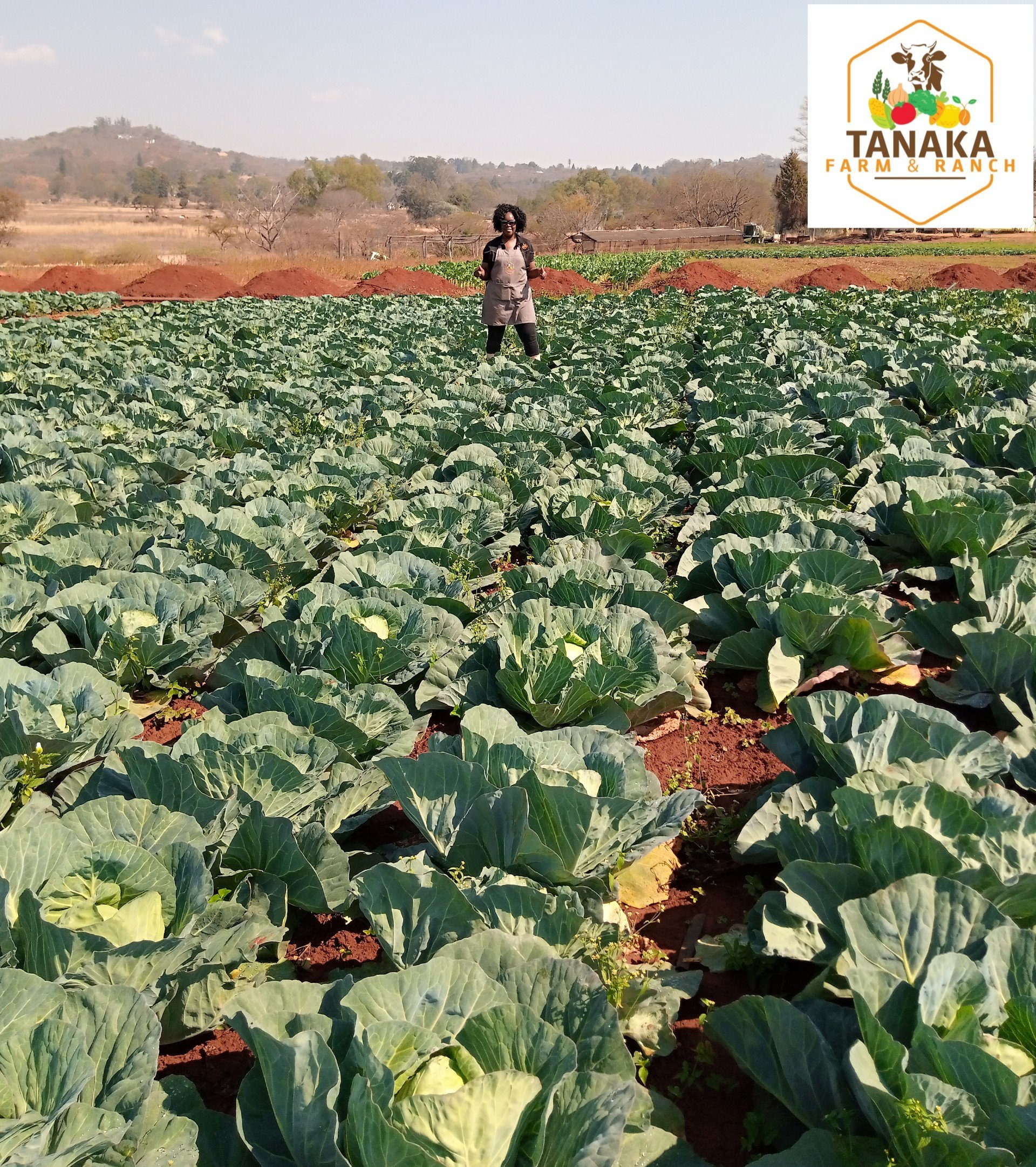 The Corporate Farm Girl Cabbage Selling Price If You Spent 12 15us Cents From Seed Seedling Ferts Chemicals All Input Cost To Mature Your Cabbage And A Buyer Offered You 25us Cents