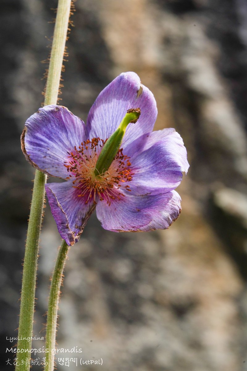 LyuLing1's tweet photo. Meconopsis grandis
大花绿绒蒿｜ཨུཏྤལ།(UtPal)

Just learnt that I was wrong to put hyphen ་ between Tibetan syllables ཨུ and ཏྤལ. According to བོད་ཀྱི་སྨན་སྤྱོད་རྩི་ཤིང་ཨུཏྤལ།, the Tibetan word ཨ��ཏྤལ་ (Meconopsis) was borrowed from Hindi so the two syllables were not segmented. https://t.co/aJ3F9s28kB