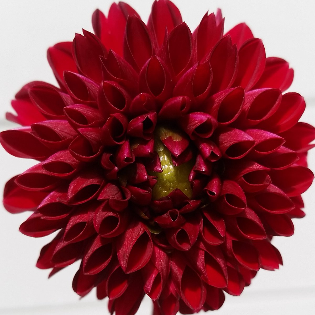 twicecolorful's tweet photo. Two bold new flower photos are live at Twice Colorful's Society6. These two beauties - an overly dramatic gardenia and a geometrically fascinating red zinnia - were photographed in my backyard but make fabulous indoor art. https://t.co/7x4hPuDoET https://t.co/KCNZvL4ssL