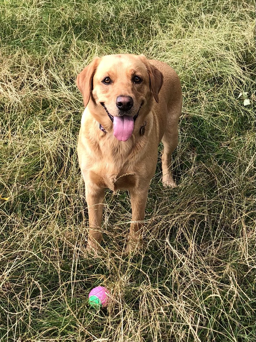 MeJacway's tweet photo. Sad Georgie who is in season earlier than expected, and Taz who missed her on her walk, but doesn’t look like she really cared #sisterissues https://t.co/f9qSVCwcrh
