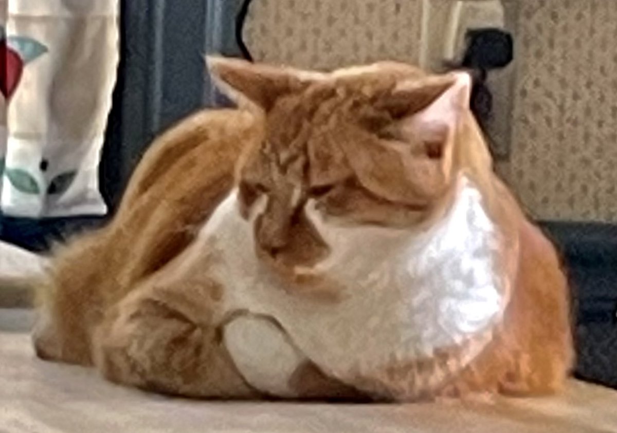 JeremyHL's tweet photo. #PetsOfAEJMC #AEJMC21 #AEJMC2021 @AEJMC #Caturday Frank sleeps through an Omaha thunderstorm. #SMProfs https://t.co/kj46hf0os3