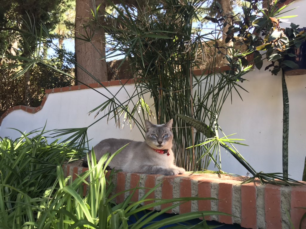 paolaromerob's tweet photo. The King Cat | #minithecat #countrylife #verano #CatsOfTwitter #catslover 🐱🏡☀️⛲️🌱 https://t.co/HrXnvRxqQt