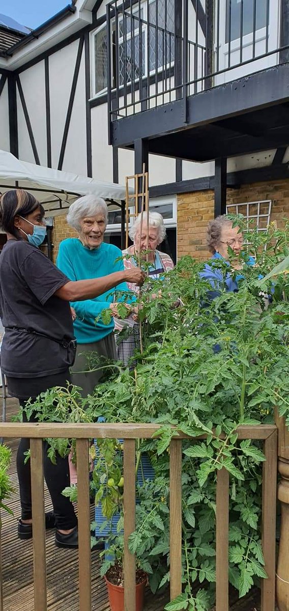 4getMeNotHome's tweet photo. #gardening is very popular at Forget me not Home. Look at the success with the tomato plants. #GardenersWorld https://t.co/Ehidau3zlq