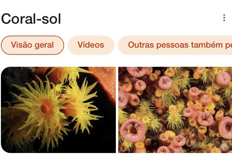 ummardelu's tweet photo. Os #suncoral apesar lindos, é uma especie invasora. Ao chegar no litoral brasileiro, tomou grandes proporções e hoje ameaça a biodiversidade marinha, competindo com corais locais, tendo fácil adaptação, alta reprodução e crescimento acelerado. https://t.co/rQTsEwMF8N