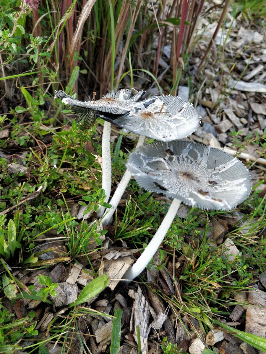 Kate Wilhelm tweet media