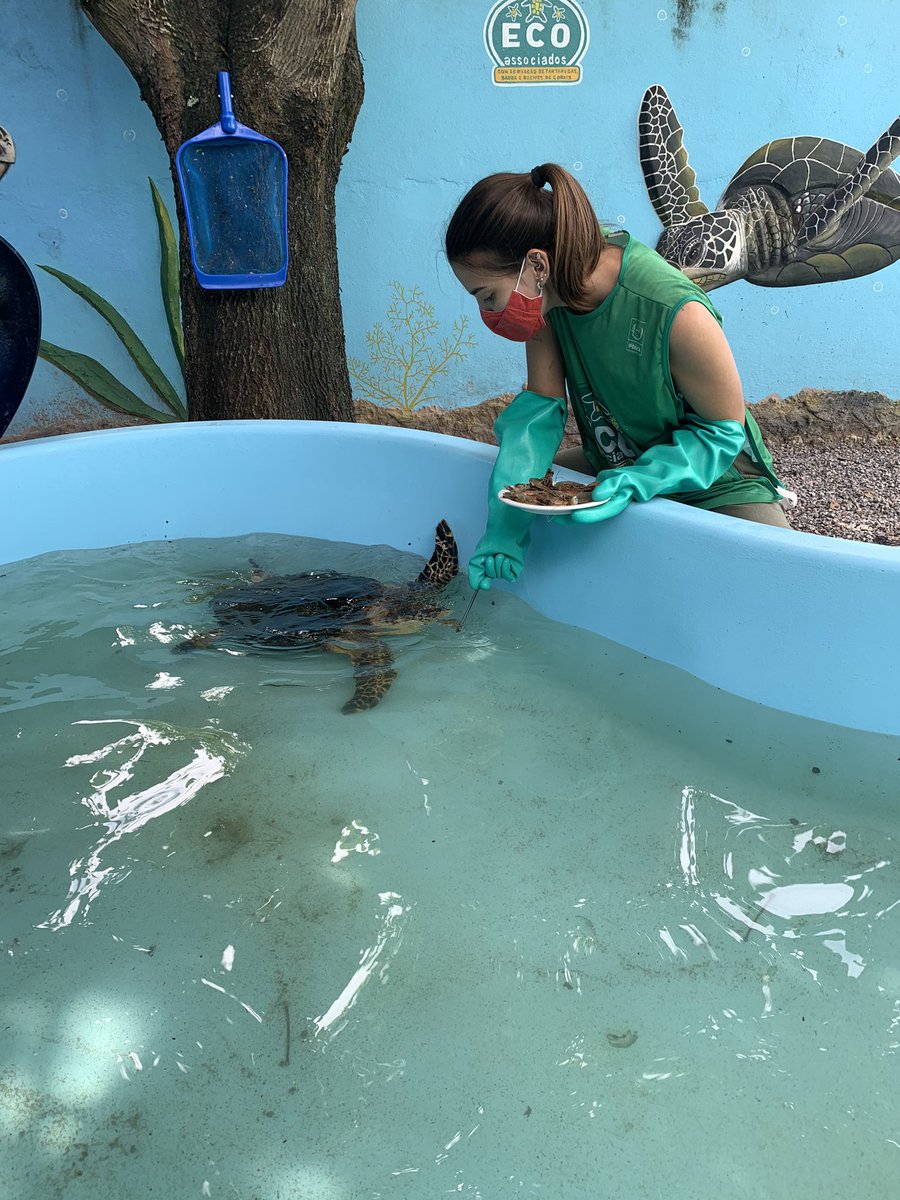 ummardelu's tweet photo. Em junho fui selecionada para participar de um programa de voluntariado chamado #ecoassociados. Lá trabalhei com muitas atividades de educação ambiental em torno da conservação de #tartarugasmarinhas. https://t.co/twvU6Z4UKL