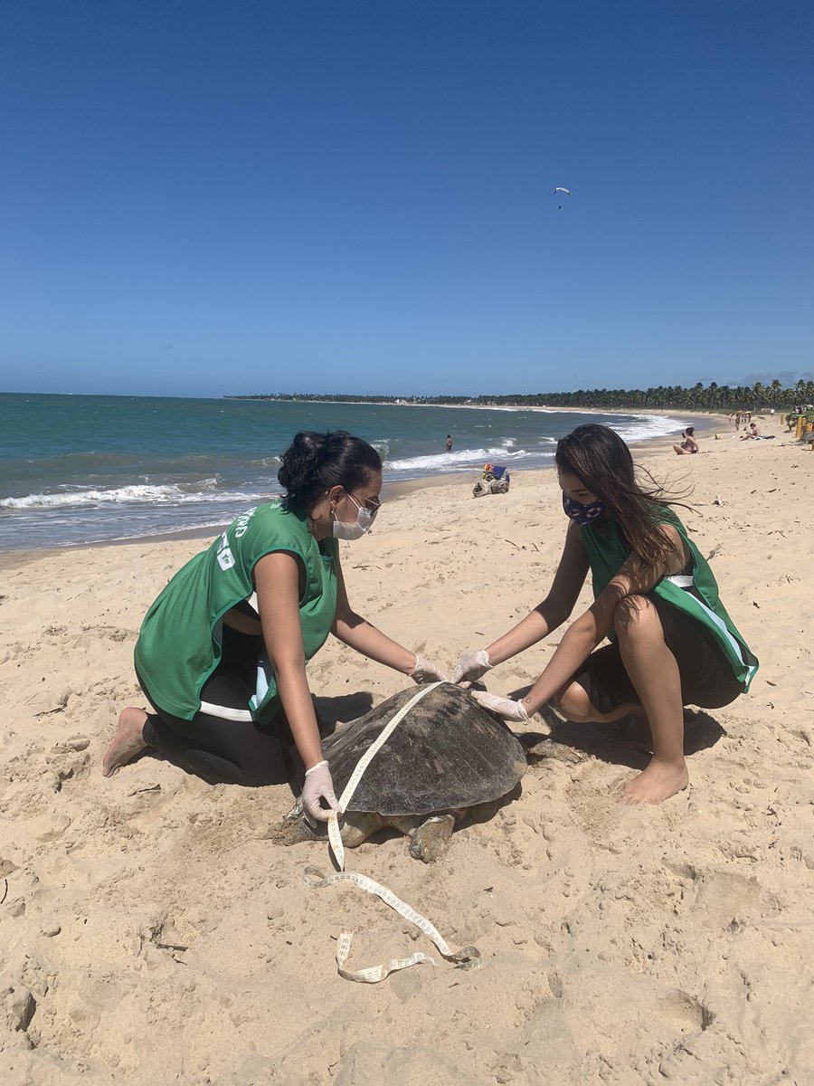 ummardelu's tweet photo. Em junho fui selecionada para participar de um programa de voluntariado chamado #ecoassociados. Lá trabalhei com muitas atividades de educação ambiental em torno da conservação de #tartarugasmarinhas. https://t.co/twvU6Z4UKL