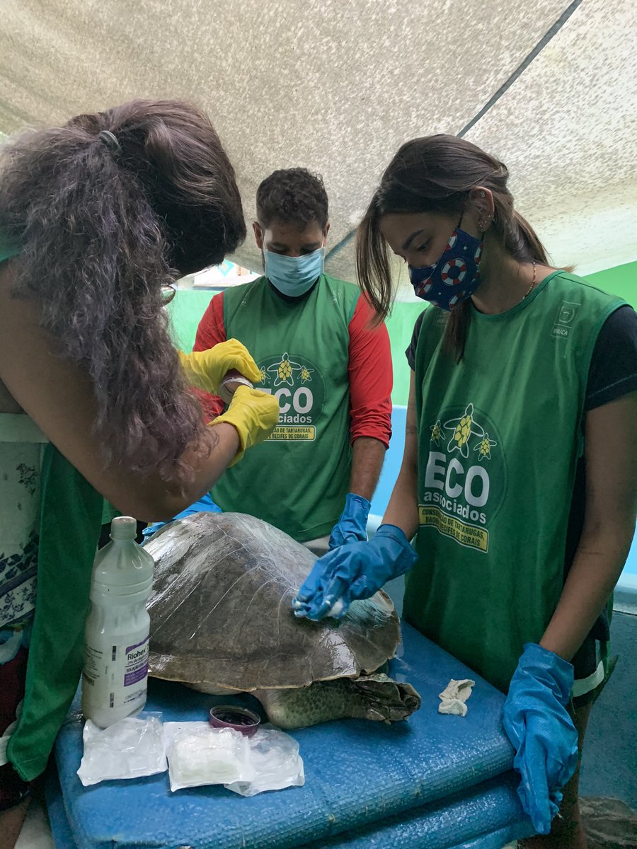 ummardelu's tweet photo. Em junho fui selecionada para participar de um programa de voluntariado chamado #ecoassociados. Lá trabalhei com muitas atividades de educação ambiental em torno da conservação de #tartarugasmarinhas. https://t.co/twvU6Z4UKL