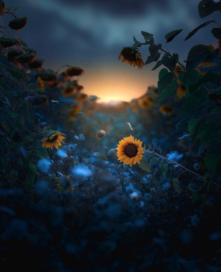 The beauty of every human being is in his thinking, not in his appearance.

  I wish you beautiful moments 🥰
