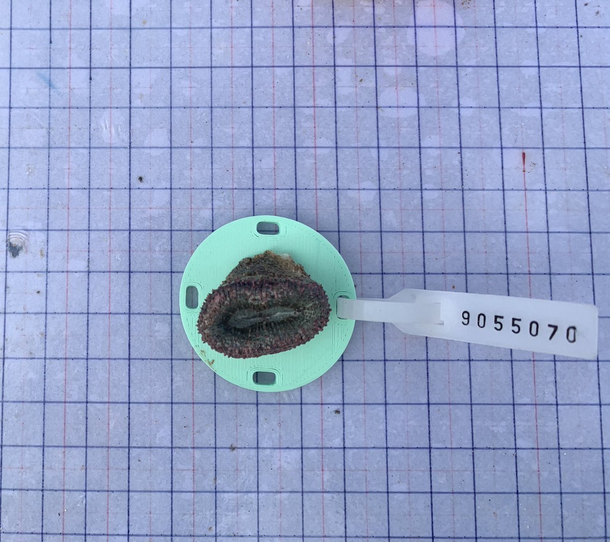 ummardelu's tweet photo. Além disso, tive o privilégio de participar de um projeto de #recuperaçãorecifal em Porto de Galinhas-PE chamado #biofábricadecorais. Trabalhei com três espécies de corais: a #Mussismiliahispida #Mussismiliaharttii e #Milleporaalcicornis. https://t.co/jx2tZ49xZe