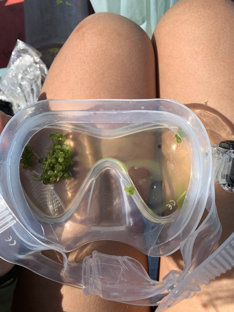 ummardelu's tweet photo. Além disso, tive o privilégio de participar de um projeto de #recuperaçãorecifal em Porto de Galinhas-PE chamado #biofábricadecorais. Trabalhei com três espécies de corais: a #Mussismiliahispida #Mussismiliaharttii e #Milleporaalcicornis. https://t.co/jx2tZ49xZe