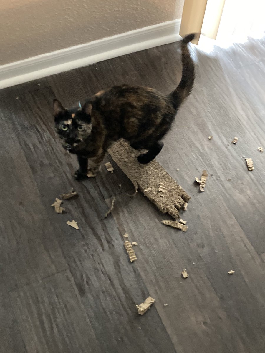 <a href="/naledimashishi/">naledi</a> Reminds me of my menace Dot she’ll beat up any cat she sees without hesitation! Took her to meet my upstairs neighbors and she slapped their car twice! Hurt his pride n everything chile