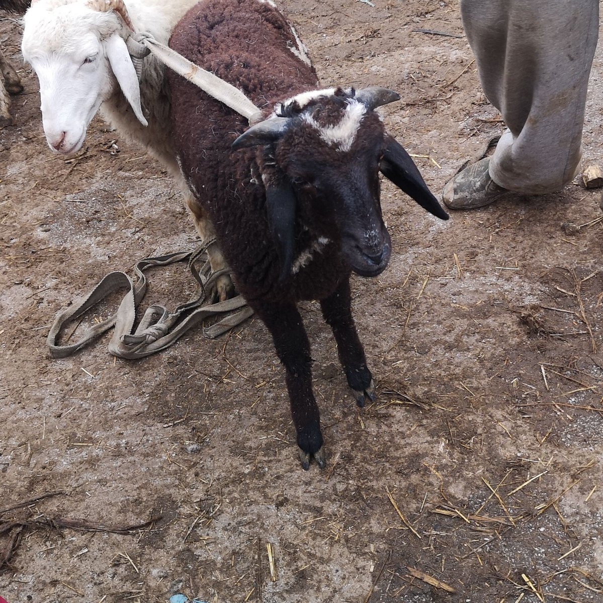 NETROXE567's tweet image. #NouvellePhotoDeProfil