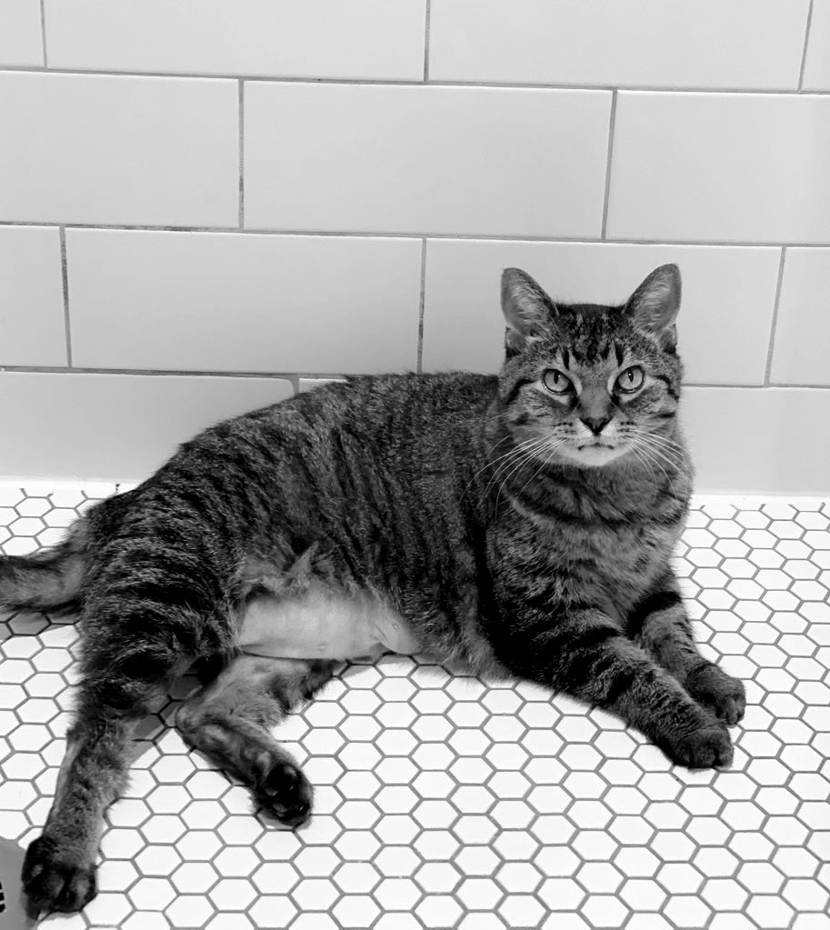 CatNoirshadows's tweet photo. Happy #Caturday everyone from Emma the weirdo cat who loves water &amp; relaxes wherever it seems to appear https://t.co/n5FqQRUZ56
