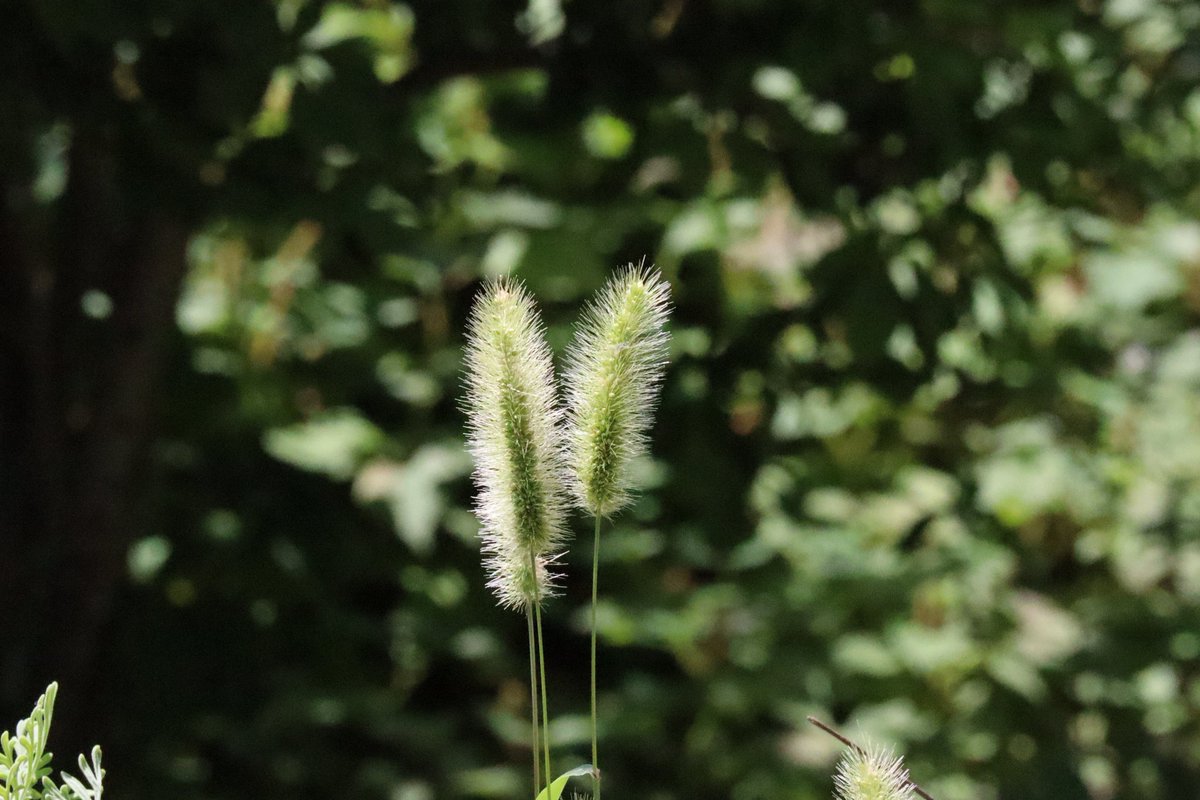 Top Tweets For エノコログサ Instalker