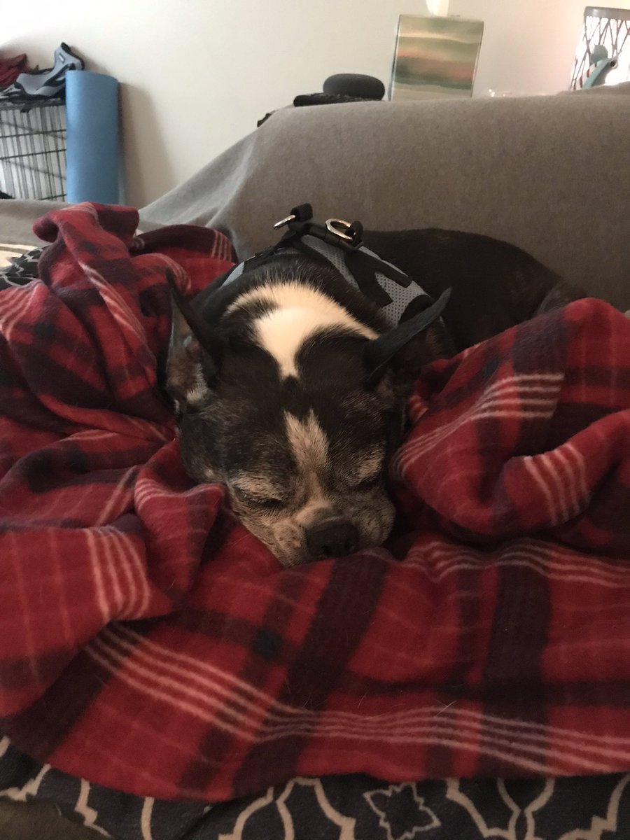 Comet_HD_93's tweet photo. @dog_rates @JustFoodForDogs It just so happens to be my doggos birthday today. He turned 11 🥰 https://t.co/AbI7zIX8lu