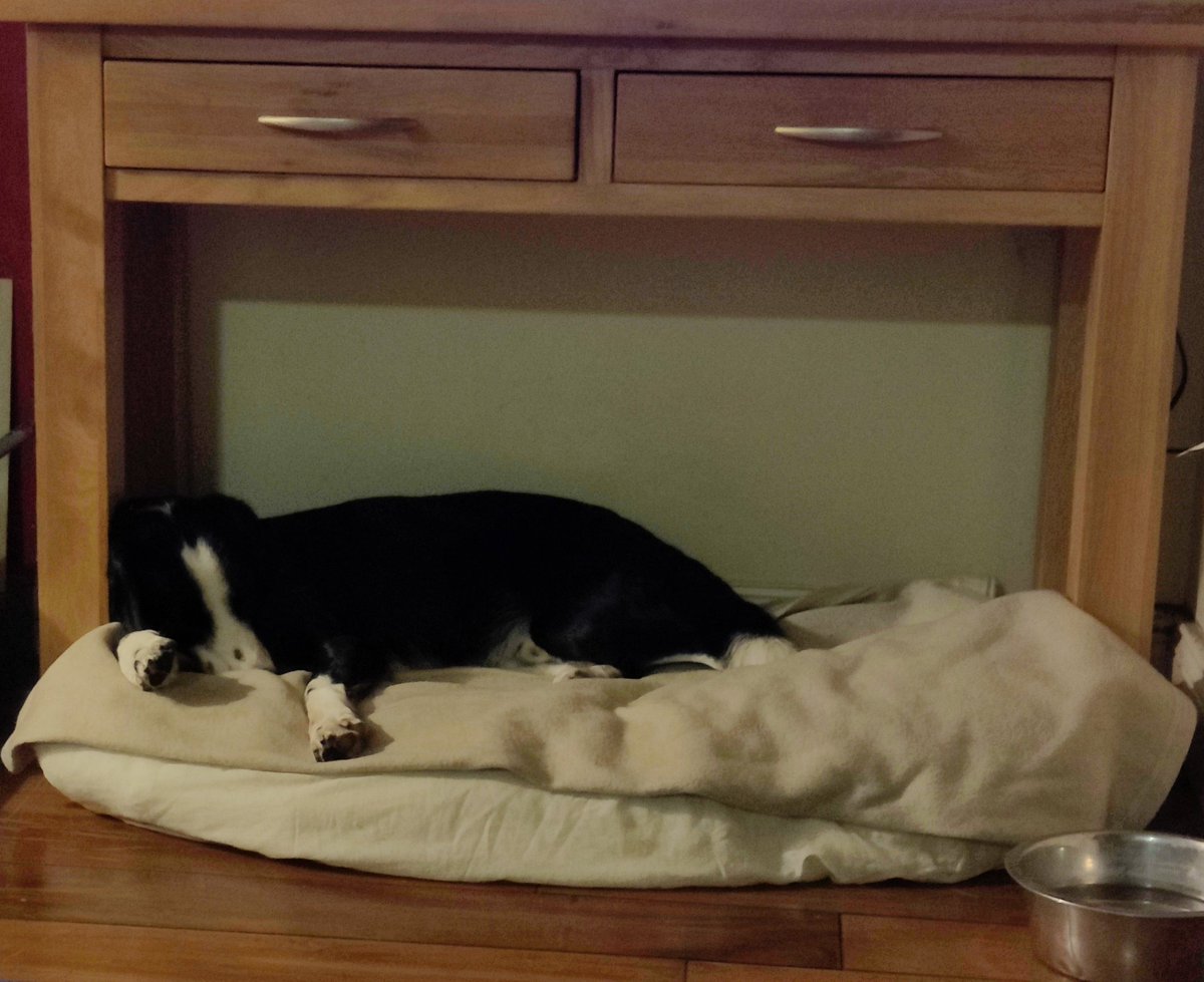 ClaralW93's tweet photo. Got more steps in today and a sleepy puppy this evening to prove it #WeActiveChallenge #AHPsActive https://t.co/RWJ8VSb92a