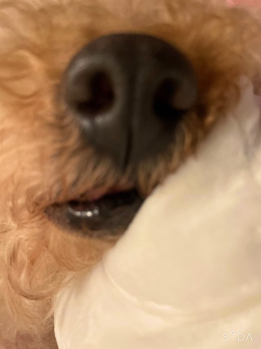 Watch ♥︎official_Hitomi♥︎'s leaked NSFW photo on TwXstars