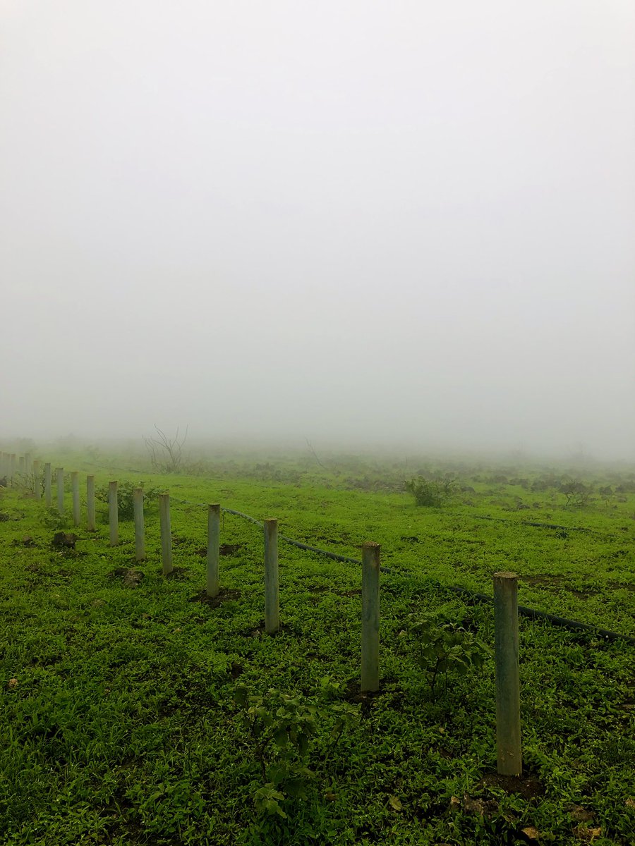 #صلالة جوك حالي بالأصل والصورة❤️.