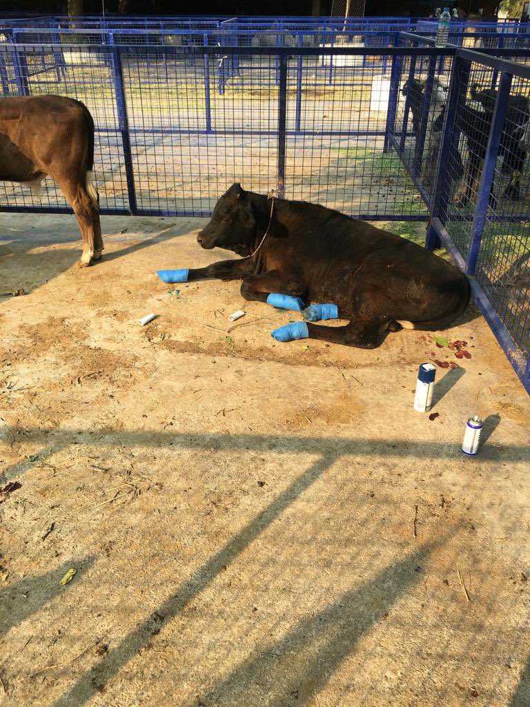 Veteriner hekimlerimiz yangın bölgelerinde yaralanan canlar için sahada çalışmalarını sürdürüyor.