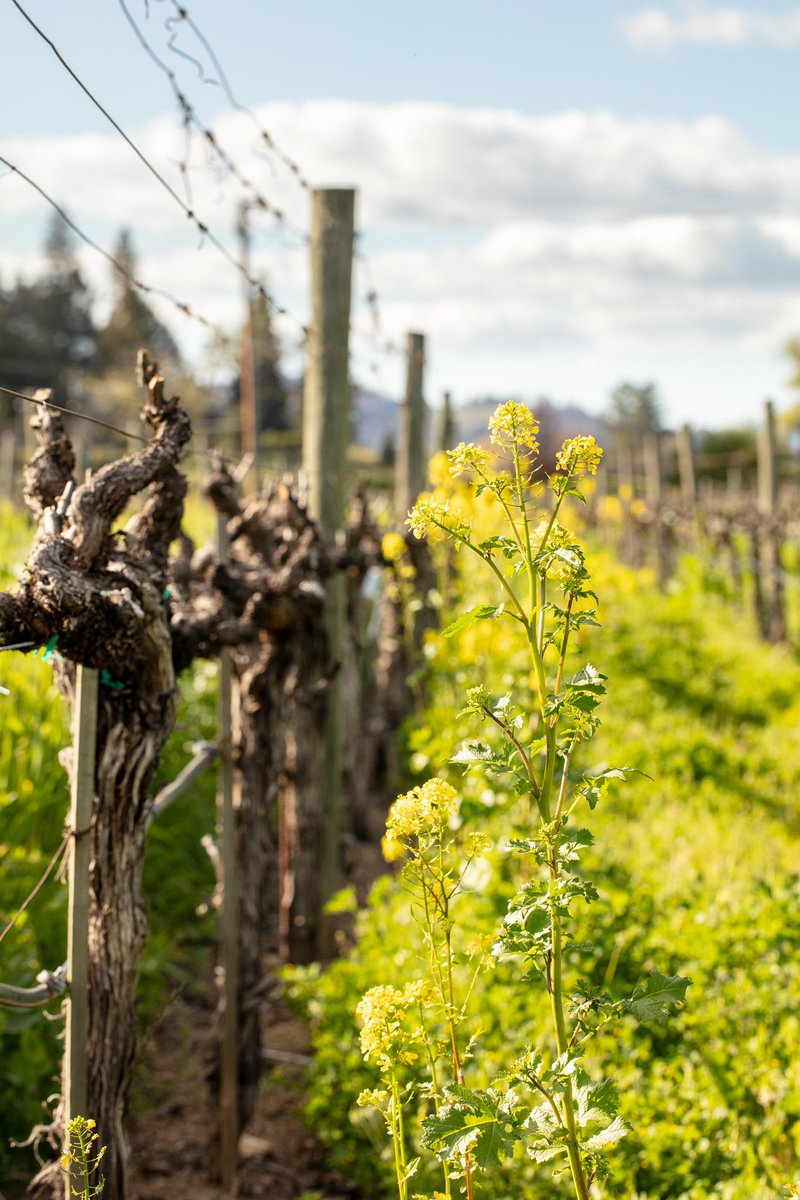 untappedmediaco's tweet photo. Thanks for the inspo, George Rose #WMC21 Went back into the archives from March in the #vineyard… https://t.co/iHGCyn3eQ5