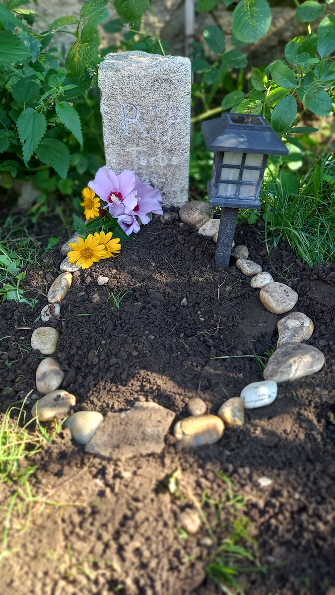 domcuzyeah1's tweet photo. My Hamster Died Today! This is the Gravestone Ive made him ;( https://t.co/kkPsiPvuYS