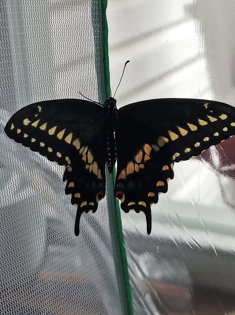 gquilts's tweet photo. Woke up to this handsome fella. Hoping to release today, weather's being odder than normal. I'm seeing #bbflies flying so should be okay.
.
.
#butterfly #eclose #bbfly #swallowtail #butterflyeggs🐛 #eclosed #pupate #chrysalis https://t.co/M8EDpO4a9I