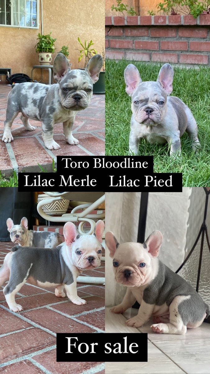 Follow <a href="/FrenchieLabs/">🧬Frenchie LABS🧪</a> on IG