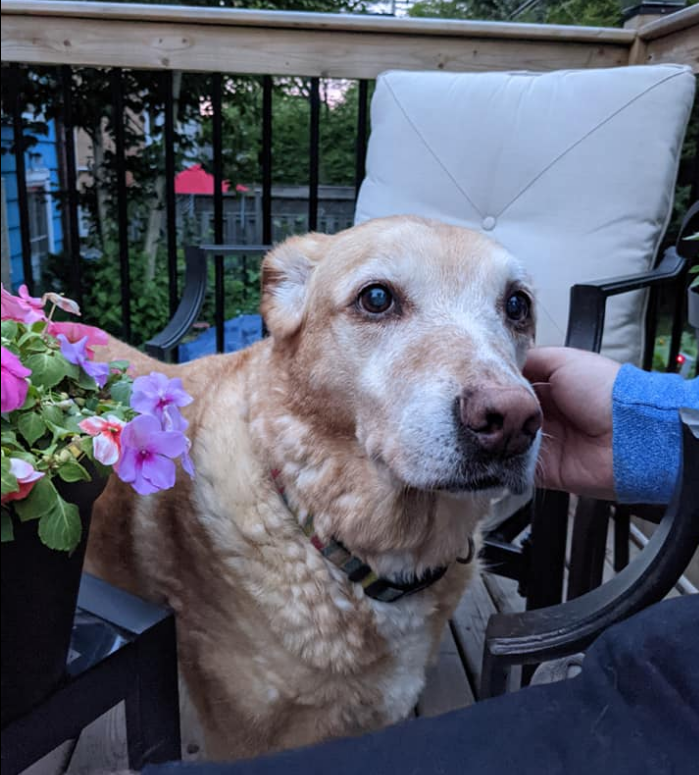Genevieve the yellow lab mix getting a scratch behind the ears on our back deck with some flowers in the foreground. 