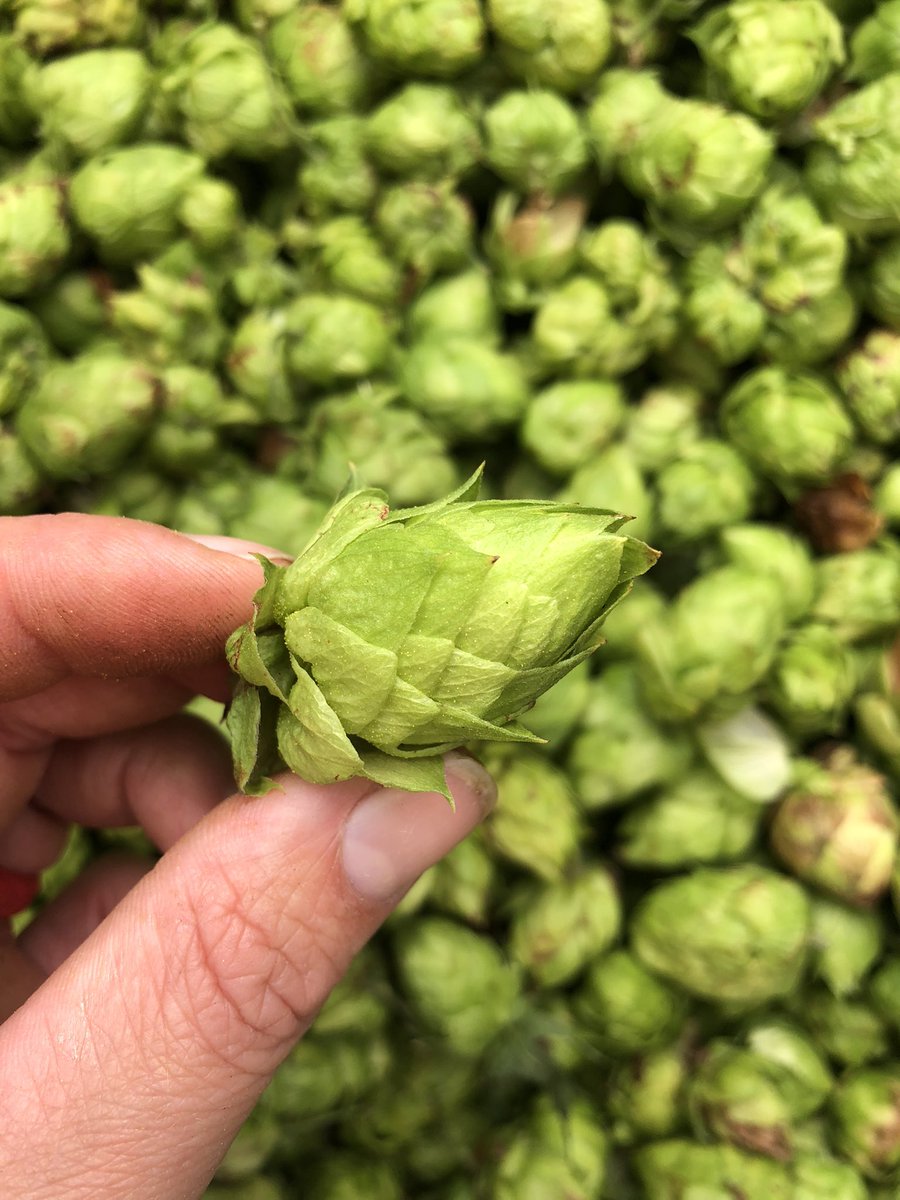 crookedcan's tweet photo. We’re excited to announce another addition to our #FarmtoTank Series.
For the 2nd year, we partnered w/ St. John’s Hop Farm to brew up another Wet Hop Pale Ale, Dirty Grunt.
More information soon but for now, we’re happy to share some photos of the hop harvest from this week! https://t.co/3cJ2NHtUXk