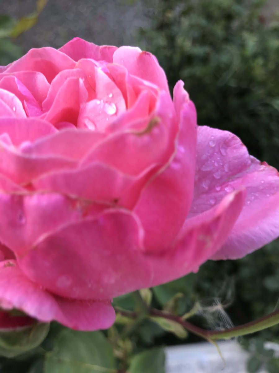 Jeanne_Lepic's tweet photo. C’est presque le rose #schocking d’Elsa #Schiaparelli. https://t.co/lzpV432Rdt