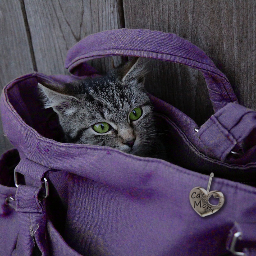 FindersKeyPurse's tweet image. 🐈 We love our kitties. It's International Cat Day tomorrow! Celebrate with our cat-inspired Finders Key Purse®: Cat Mom, Two Kitties, Pawprint,&amp;amp; Little Pawprints Bling.

#internationalcatday #catmom #catlover #finderskeypurse  #favoriteaccessory #whatsinmybag #womanowned #loveit