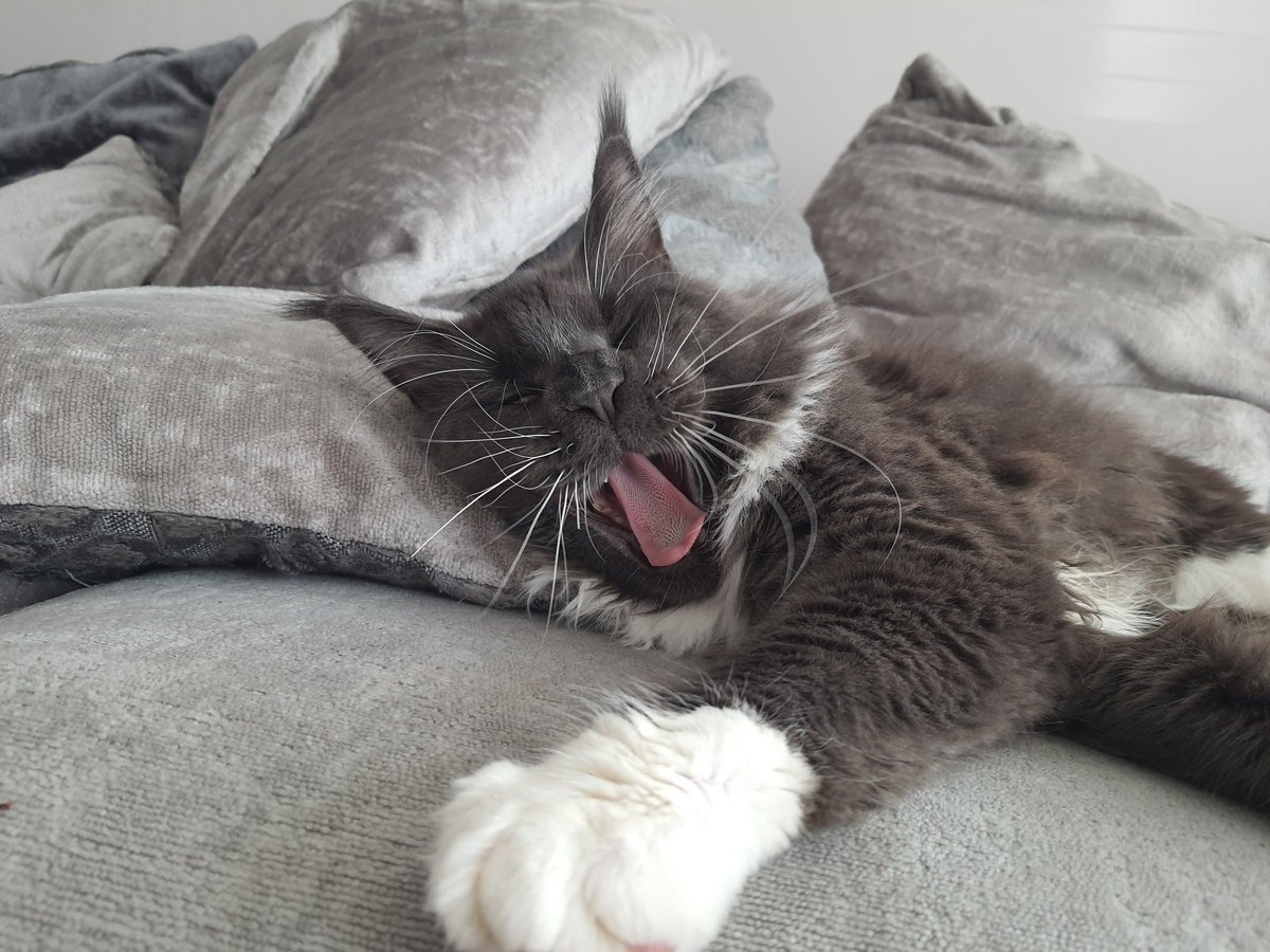 CoonKittys's tweet photo. Just laying around🥱 💙
#Caturday
#CatsOfTwitter 
#cats
#kitten 
#mainecoon https://t.co/PgvjrDx9eK