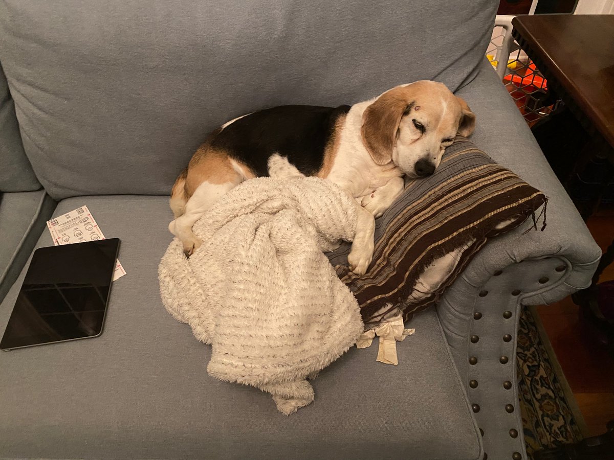 MollyBeagle1's tweet photo. Comfy cozy https://t.co/Txa3TxkKyi