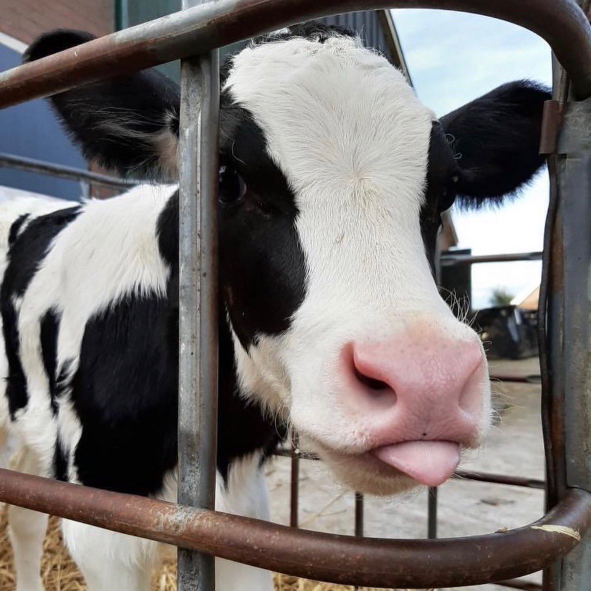 cows deserve the world