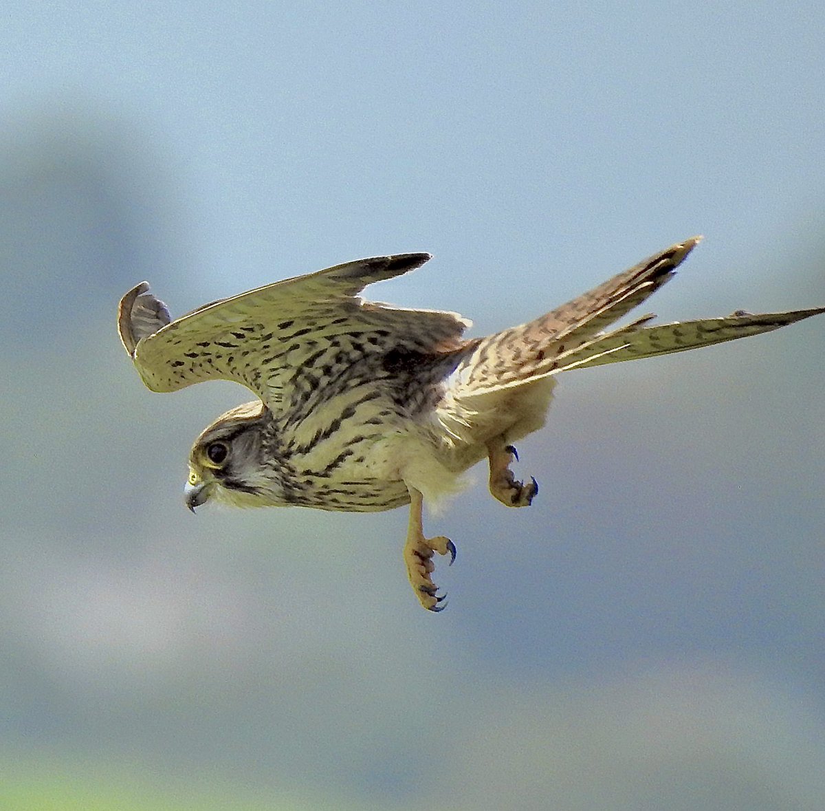 Kestrel riding the strong wind on the Cornish coast path yesterday. @Britnatureguide @CBWPS1 #birdwatching #birdphotography #TwitterNatureCommunity #birdsoftwitter #NaturePhotography #BirdsSeenIn2021 #birds