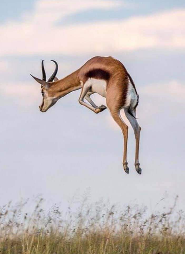 Bok befok. Lekker manne.