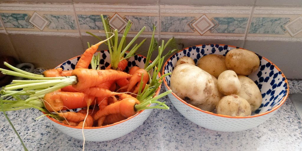 WritesRachael's tweet image. So it's Roast Lamb tomorrow with these home grown beauties #growyourown #patchtoplate