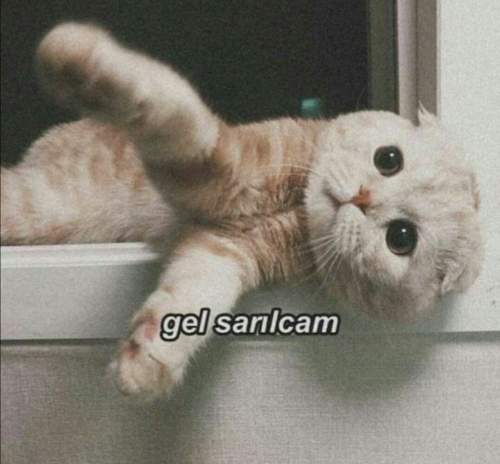 gothily1's tweet photo. @laranisss 😭😭😭 https://t.co/Ey7xpWtMQD