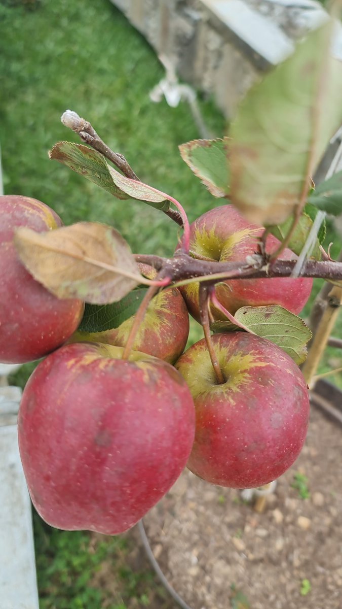 mdaodao's tweet photo. Primera cosecha de manzanas en El Conuco... https://t.co/32AJffpIRW