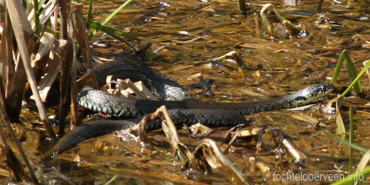 IEUW ... een slang!!! Drie soorten inheemse slangen heeft NL, alle drie ook in het #Fochtelooërveen. Ringslang, Adder en de zeldzamere Gladde slang. Struikelen doe je er niet over, zoveel zijn het er niet (meer) #natuurmonument #Fochteloerveen Meer op facebook.com/fochtelooervee…