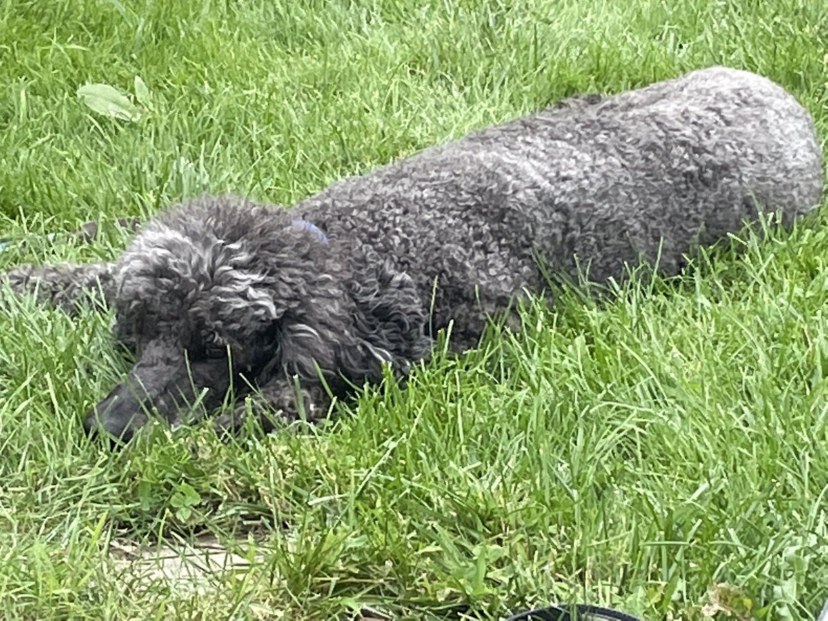Beaker working hard at the bottle drive! <a href="/Kingston4Paws/">Kingston 4 Paws</a> @BigDaddyDemon13