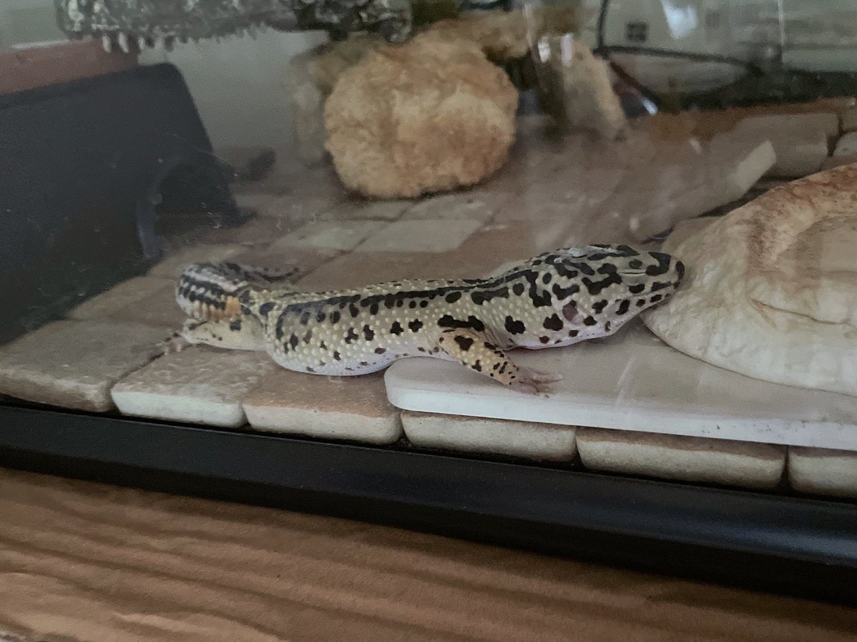 おやすみー