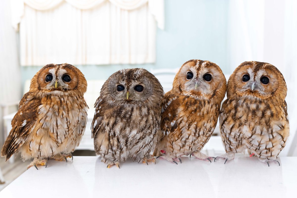 アキバフクロウ フクロウカフェ 東京 Owl Cafe Akiba Fukurou Akiba2960 Twitter アキバフクロウ フクロウカフェ 東京 Owl Cafe Akiba Fukurou Akiba2960 Twitter