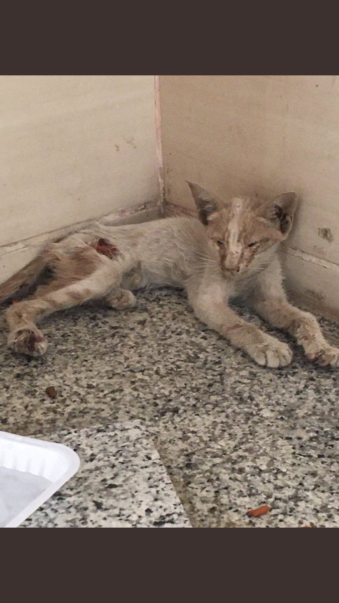 البسه فالمدينه المنوره حي العريض ابغى احد يساعدها ما تفتح عيونها ولا تقدر تاكل ورجولها مجروحه جرح كبير ولسى بساس الشارع بيضربوها , اللي عنده امكانية خاص🙏🏼