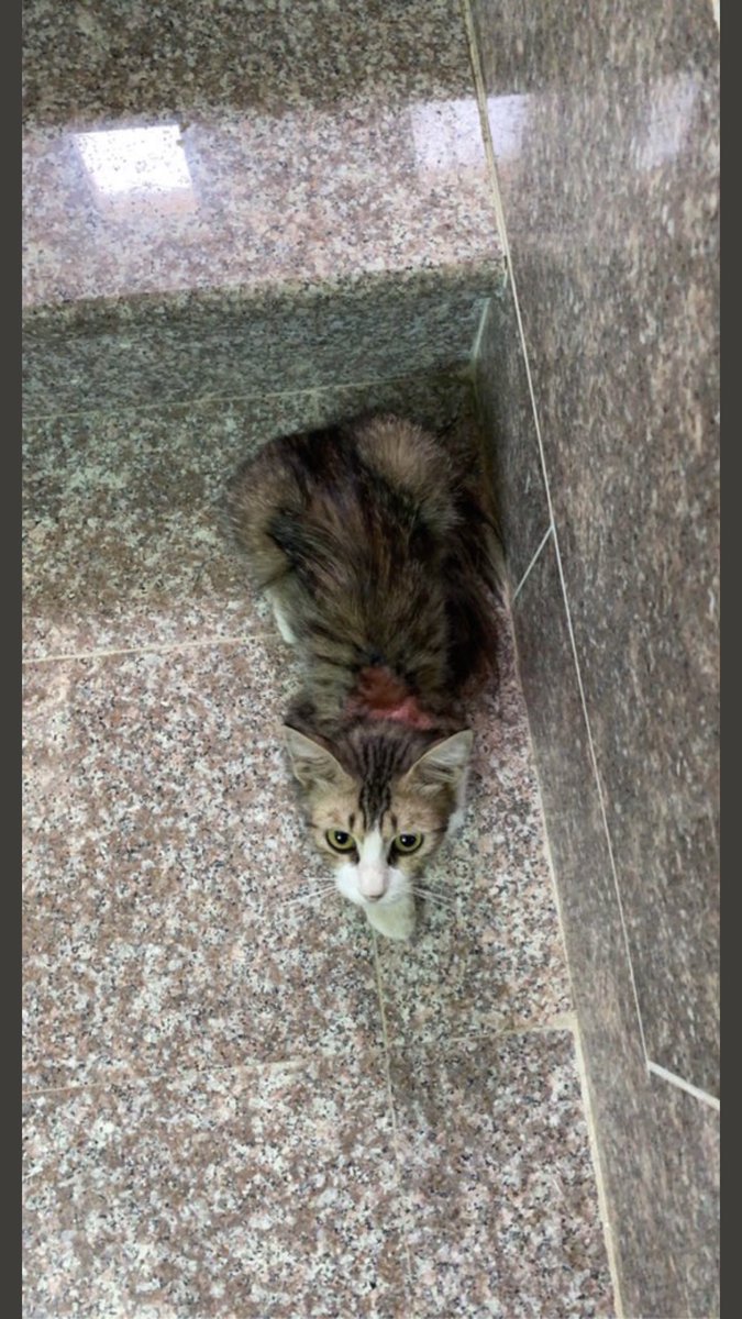 قط بيت رموه ناس للتبني ويحتاج علاج في طهره جرح ,  اي احد عنده امكانية خاص