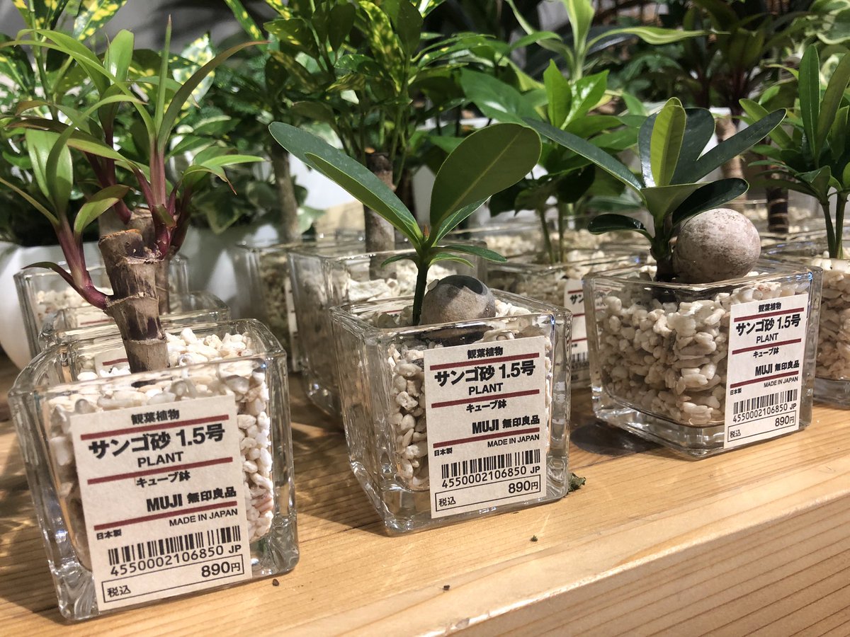 無印で植物売ってんすよ。知ってた？